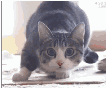 Cat Move GIF - Cat Move Shaq GIFs