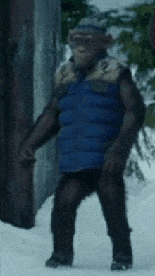 a chimpanzee wearing a blue vest is standing in the snow