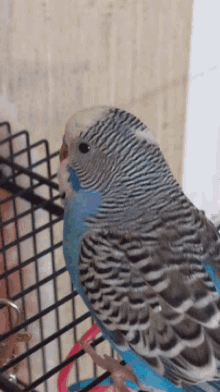 Bird Parakeet GIF - Bird Parakeet Animal GIFs