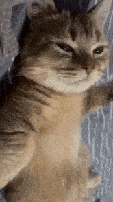 Cat Relax GIF - Cat Relax GIFs