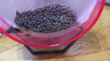 累了 回家 I Can Only Jog This Much GIF - 刺蝟hedgeho Hedgehogs GIFs