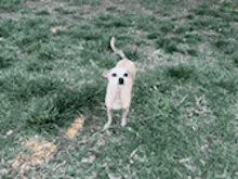 a small dog is standing in a grassy field looking up .