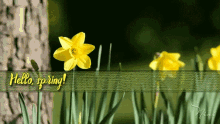 Spring Hello GIF - Spring Hello Narcissus GIFs