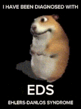 a picture of a hamster that says eds on it