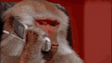 baboon on the phone listening serious face boss