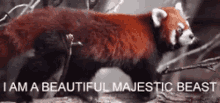Red Panda Majestic GIF - Red Panda Majestic Flaunt It GIFs