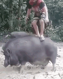 naik babi babi julita