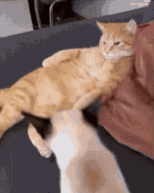 Cat Cat Hug GIF - Cat Cat Hug Hugging GIFs