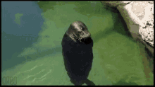 Seal Swim GIF - Seal Swim Funny Animals GIFs