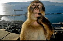 a monkey is standing in front of a body of water with mountains in the background