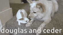 a dog and a rabbit are laying on the floor .