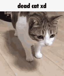 Dead Cat Xd Dead Chat Xd GIF - Dead Cat Xd Dead Chat Xd Dead Group Chat GIFs