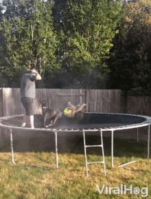 cat trampoline gif