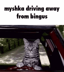 sucks myshka