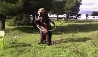 Hoola Hoop Funny Animals GIF - Hoola Hoop Funny Animals Bears - Discover &  Share GIFs
