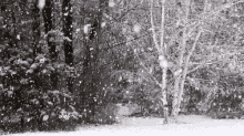 Beautiful Snowy Day In The Woods GIF