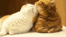 Kitty Love Cat Love GIF - Kitty Love Cat Love Love GIFs