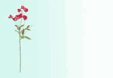 Xuan Flower GIF - Xuan Flower Nature GIFs