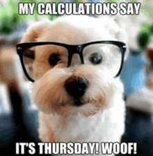 a small white dog wearing glasses says it 's thursday ! woof !