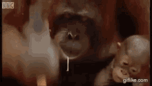 Awkward Monkey GIF - Awkward Monkey Hammer GIFs