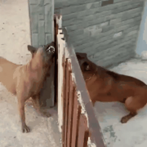 [Image: fighting-dogs-dogs.gif]