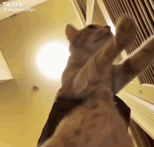 Cat Cat Love GIF