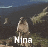 Nina Scream GIF - Nina Scream Marmot GIFs