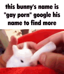 Bunny Meme GIF - Bunny Meme Gay GIFs