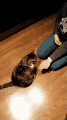 animal cute aww cat tricks