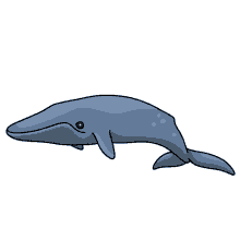whale blue
