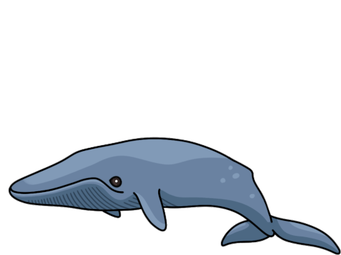 Whale Blue Whale Sticker - Whale Blue Whale Sibbolds Rorqual Stickers