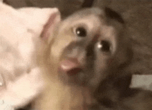 a close up of a monkey sticking its tongue out while laying on the floor .