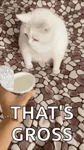 a person is holding a cup of yogurt next to a white cat on a tiled floor .