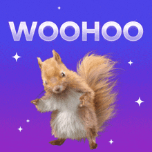 Woohoo Squirrel GIF