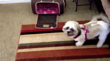 Shake Yer But GIF - Dogs Not Sure Maybe GIFs