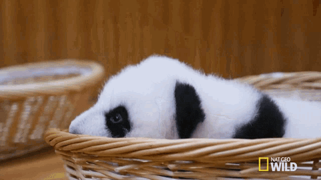 sleepy-sleepy-sleepy-pandas.gif