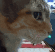 a cat is looking at a cell phone in a blurry photo .