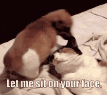 Sitonface GIF - Sitonface Sit Face GIFs
