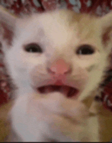 a close up of a cat with its mouth open and a red nose .