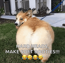 a dog is standing in the grass with a caption that says hard heads make soft booties !!!