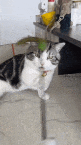 Cat дапи GIF - Cat дапи Harassment GIFs