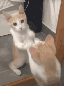 Cat Fight GIF - Cat Fight Cats GIFs