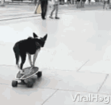 Skater Skateboard GIF - Skater Skateboard Doggie GIFs