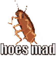 reknoh t hoes mad insect cockroach