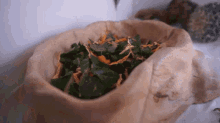 What Veggies Can Bearded Dragons Eat GIF - What Veggies Can Bearded Dragons Eat GIFs