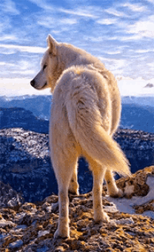 Wolf Sky GIF - Wolf Sky Mountain GIFs