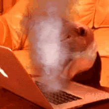 Fast Cat Typing GIF - Fast Cat Typing GIFs