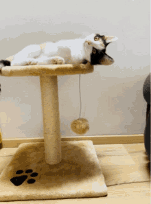 a cat laying on top of a cat tree
