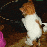 a cat is standing in front of a bucket of water