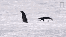 Following You National Geographic GIF - Following You National Geographic Penguins GIFs